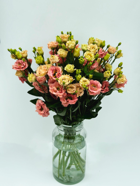 Эустома розовая